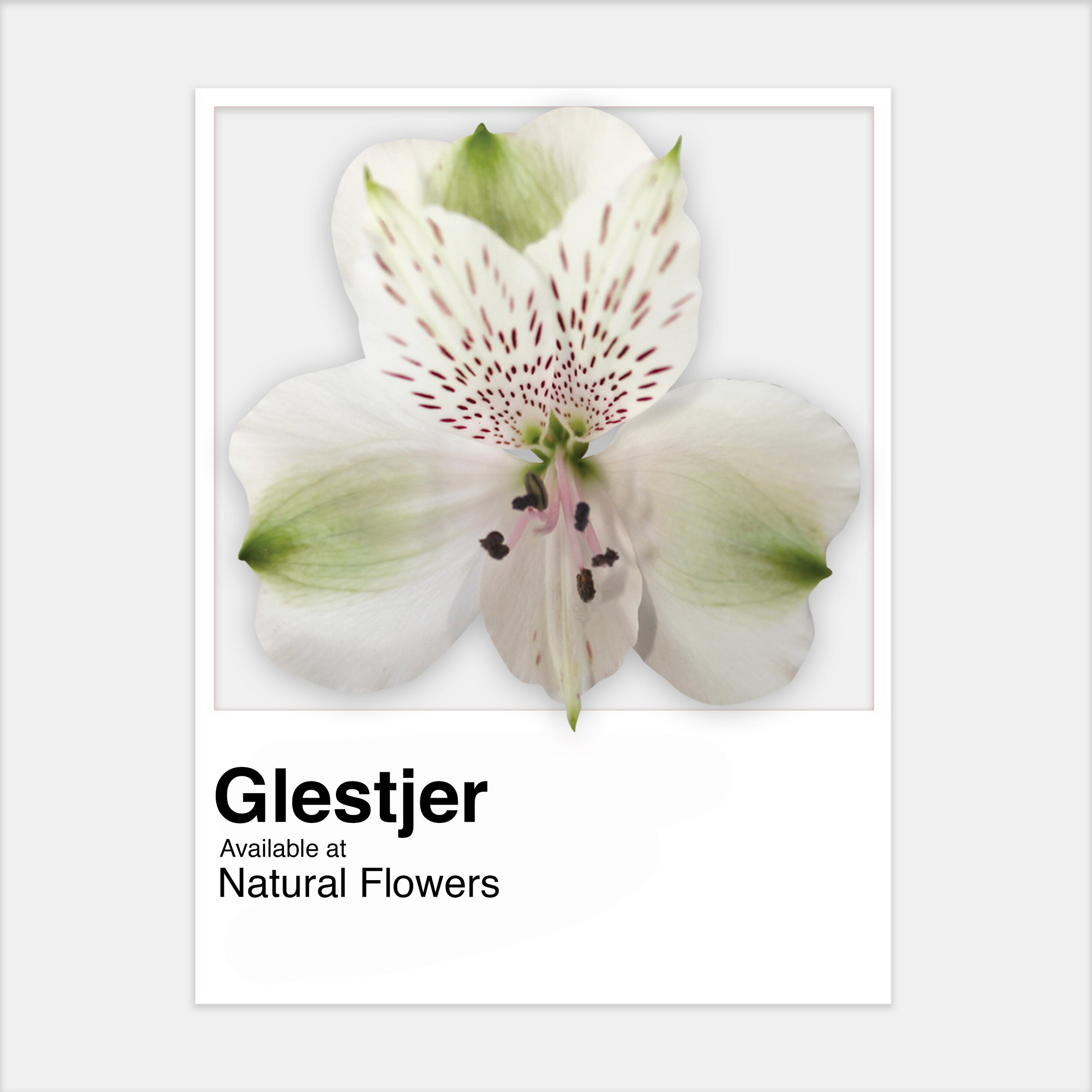 Alstroemeria Gletsjer