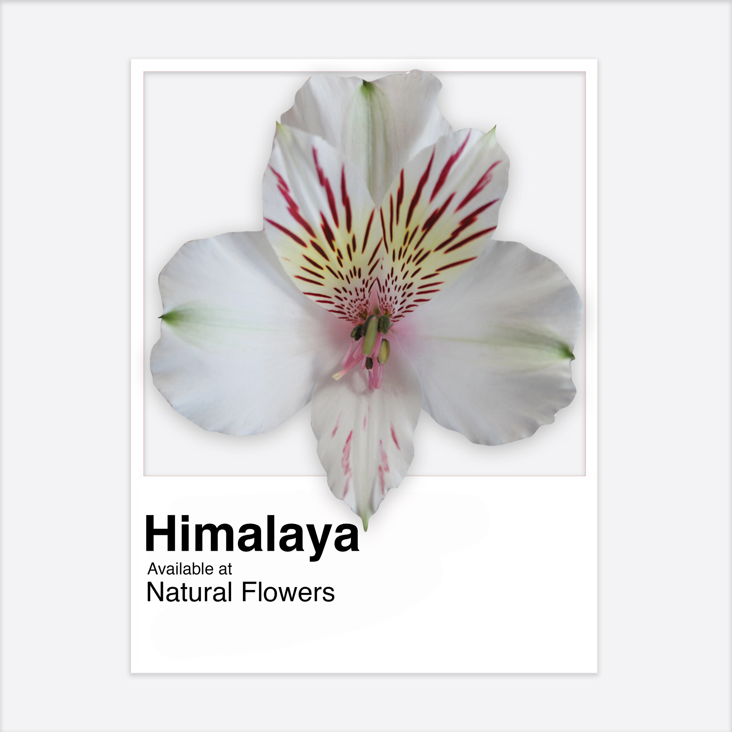 Alstroemeria Himalaya