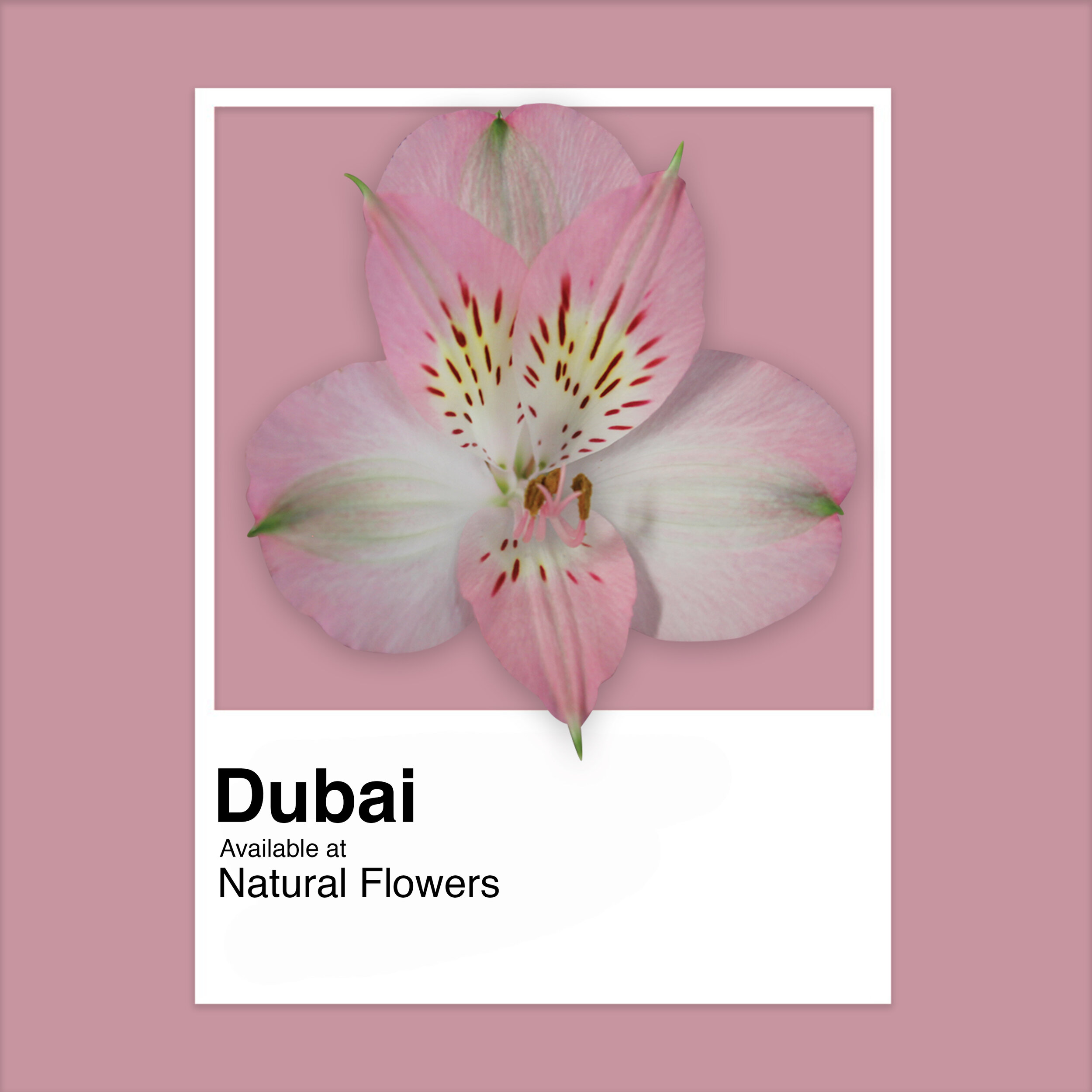 Alstroemeria - Dubai.jpg