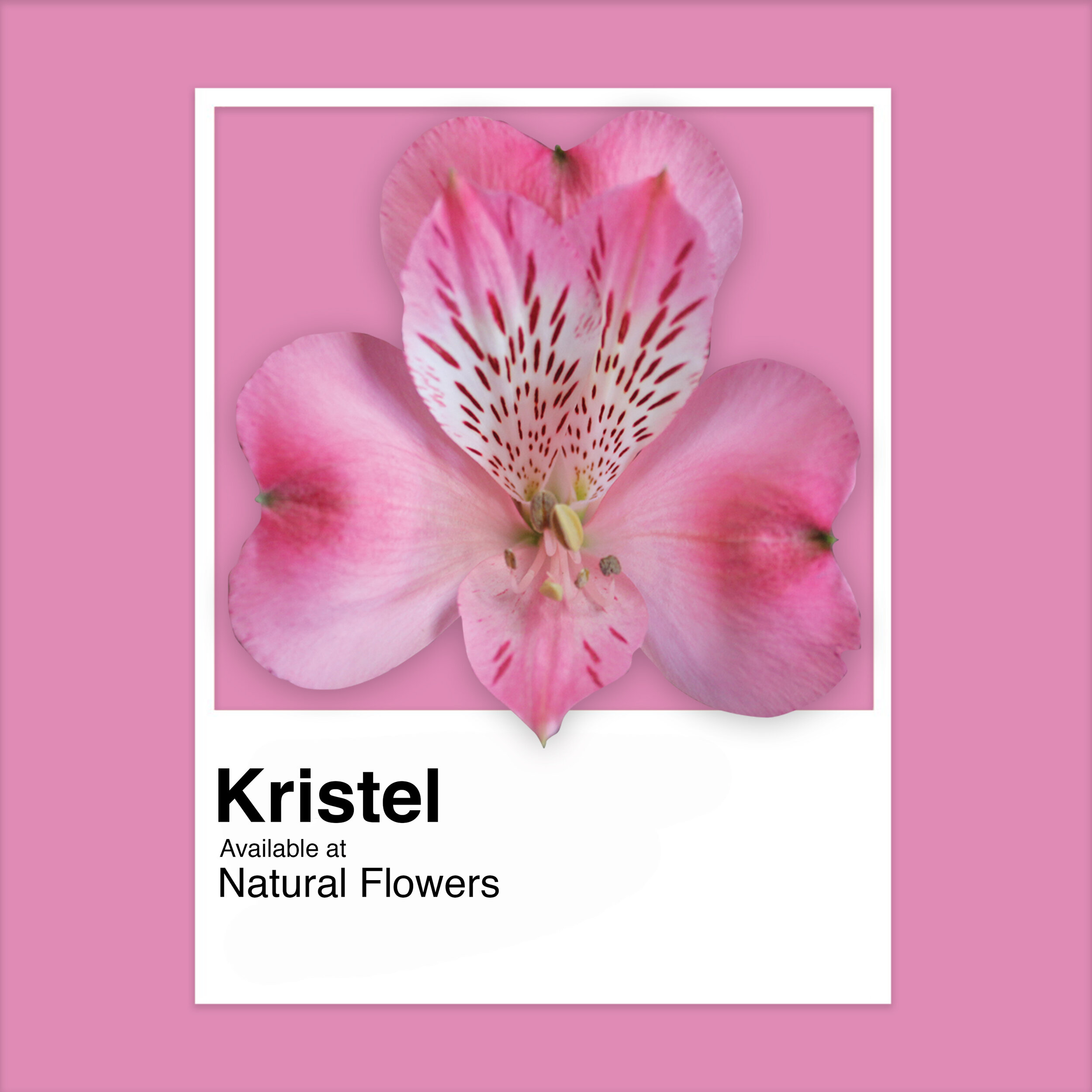 Alstroemeria - Kristel.jpg