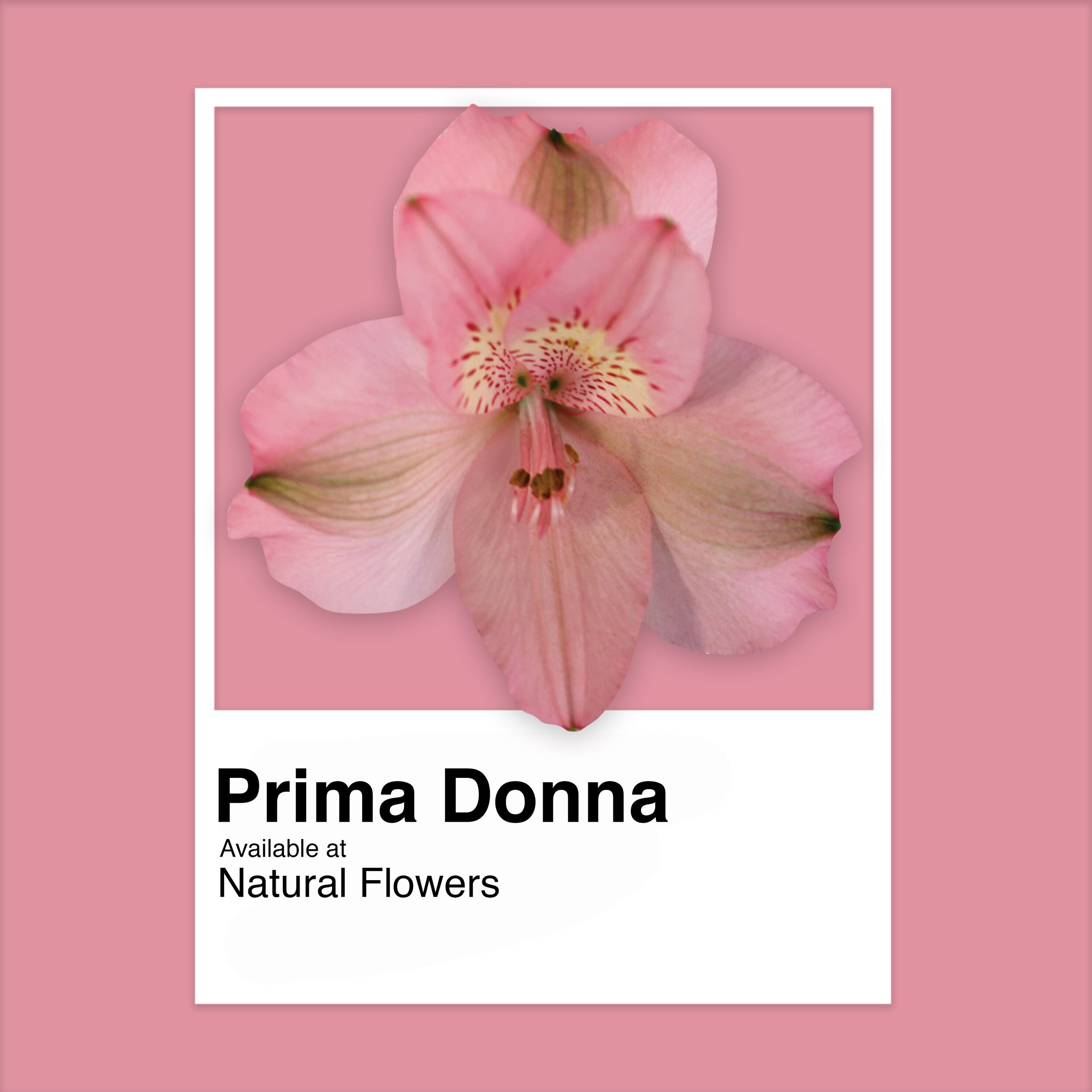 Alstroemeria - Prima Donna.jpg