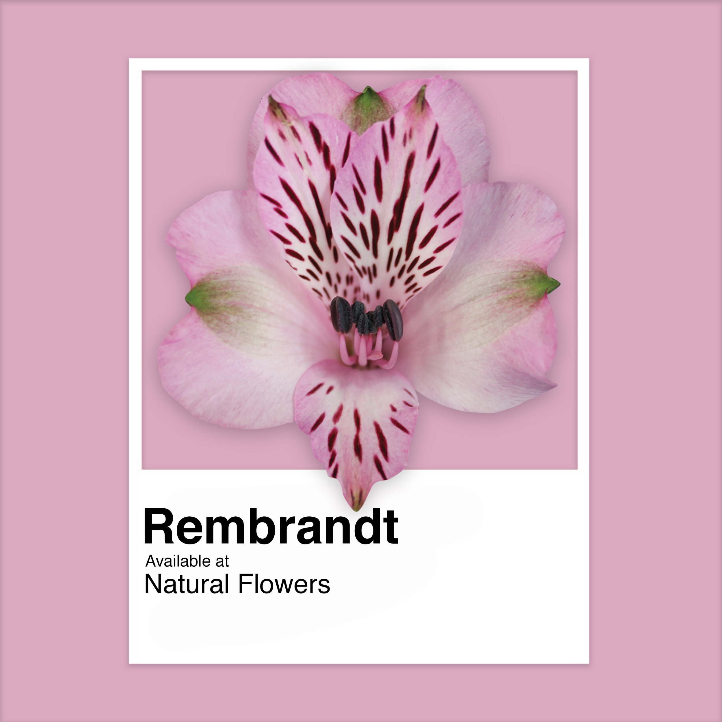 Alstroemeria - Rembrandt.jpg