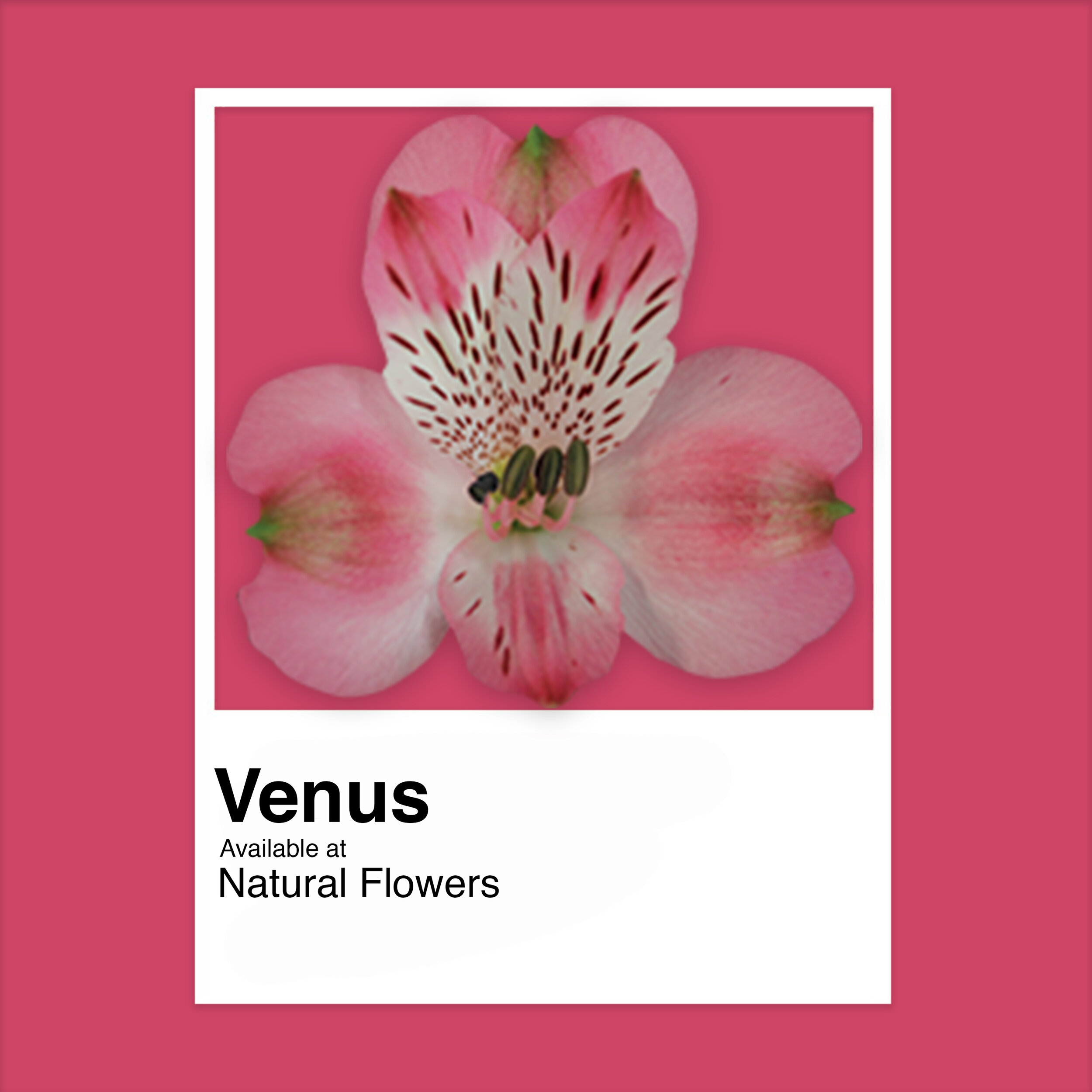 Alstroemeria - Venus.jpg