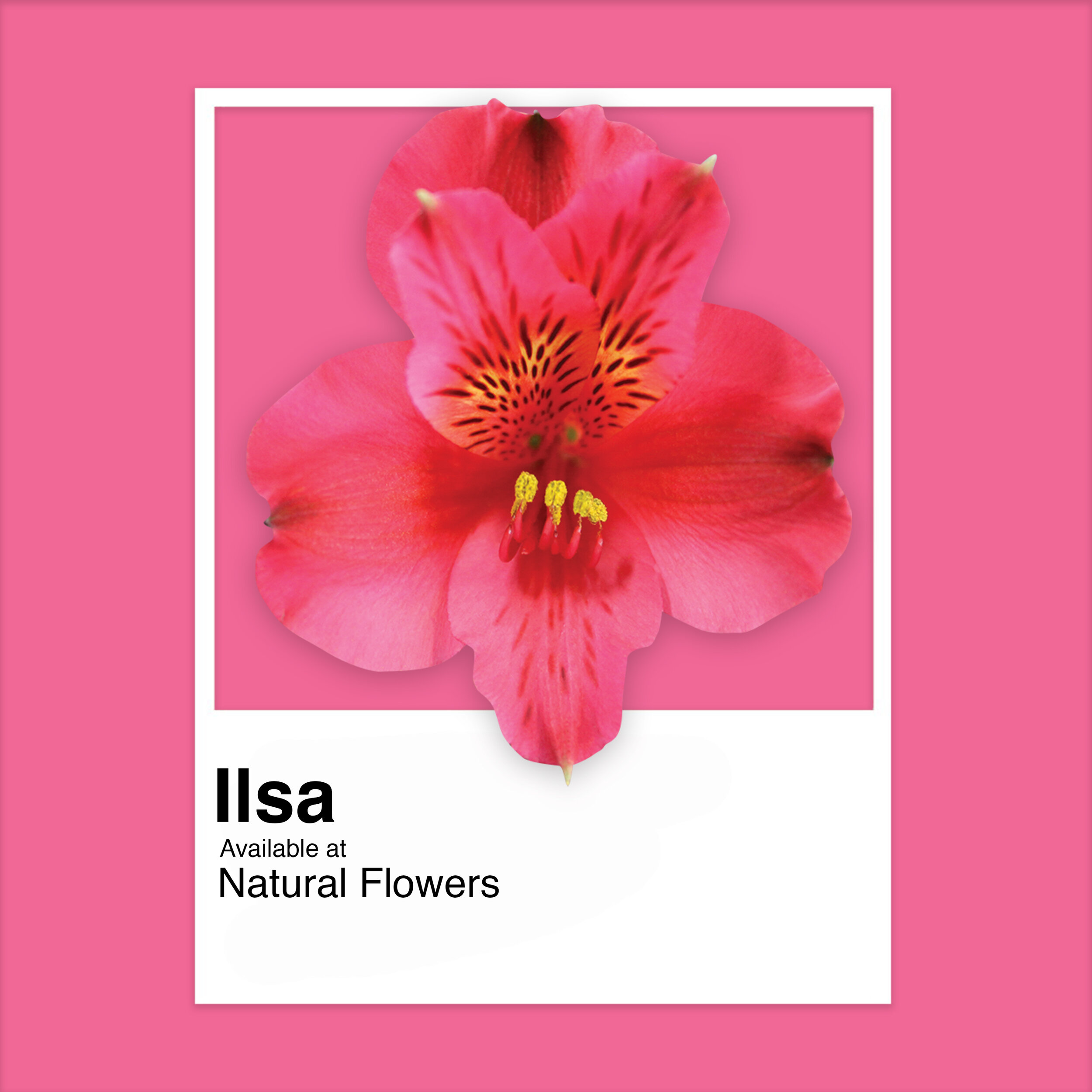 Alstroemeria - Ilsa.jpg