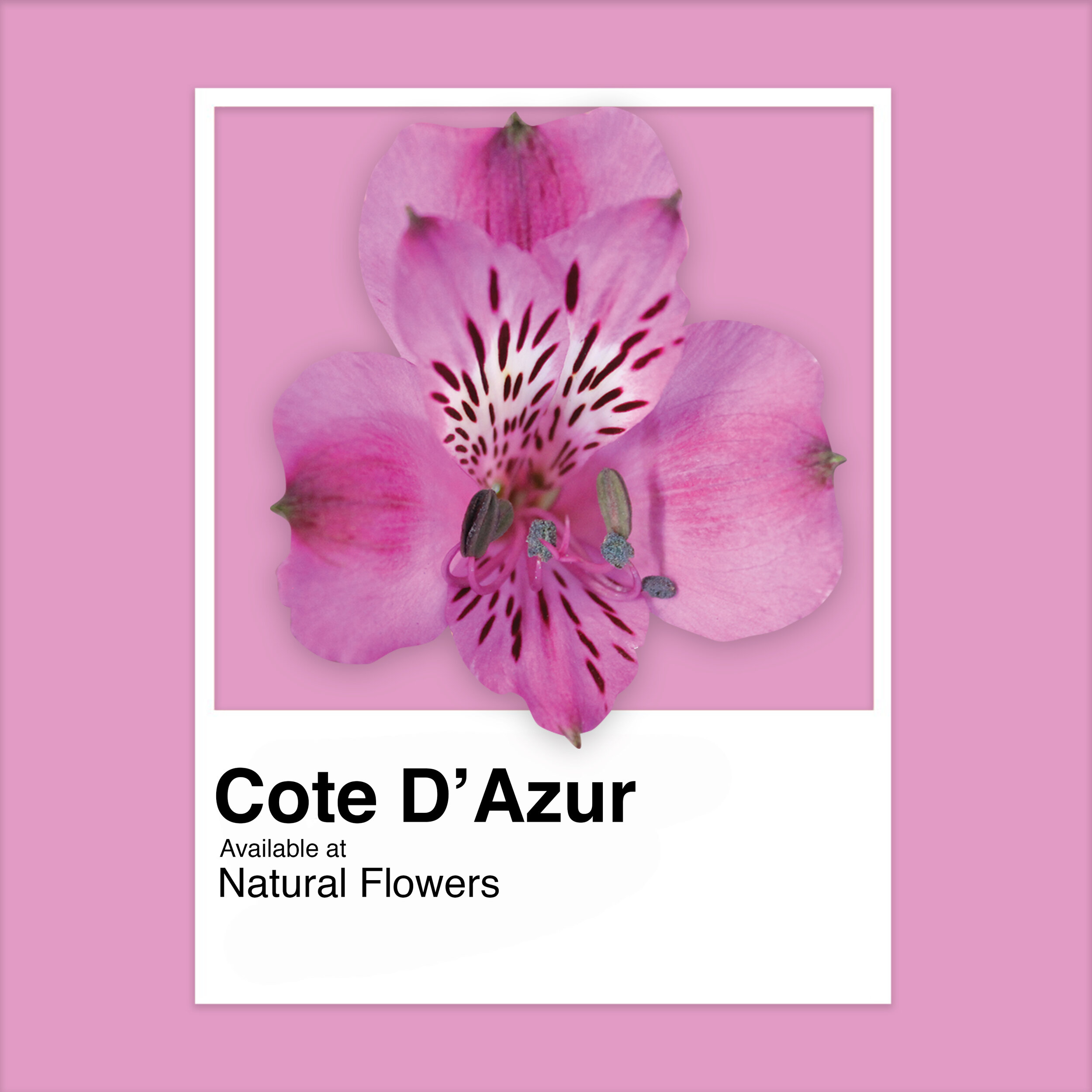 Alstroemeria - Cote D'Azur.jpg