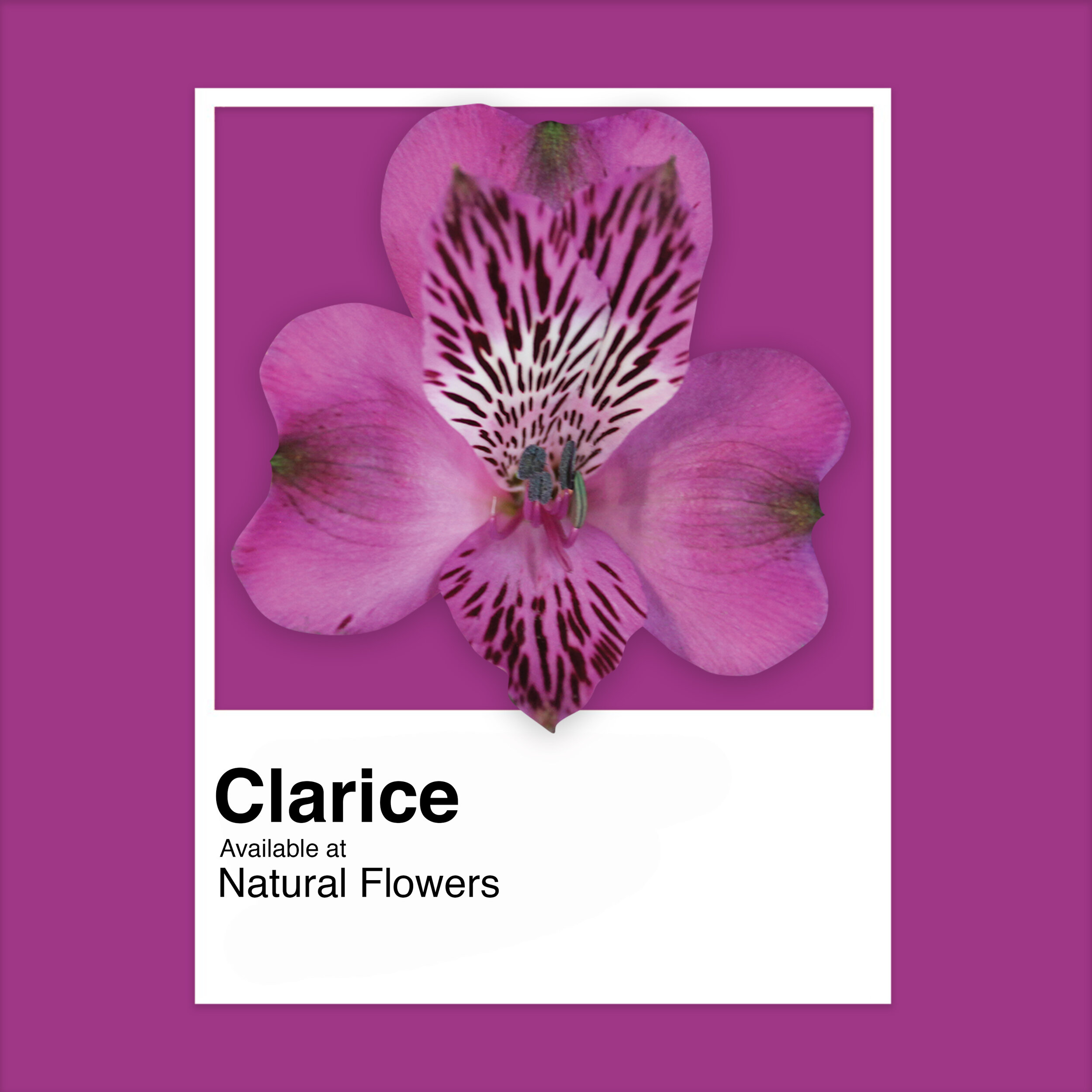 Alstroemeria - Clarice.jpg