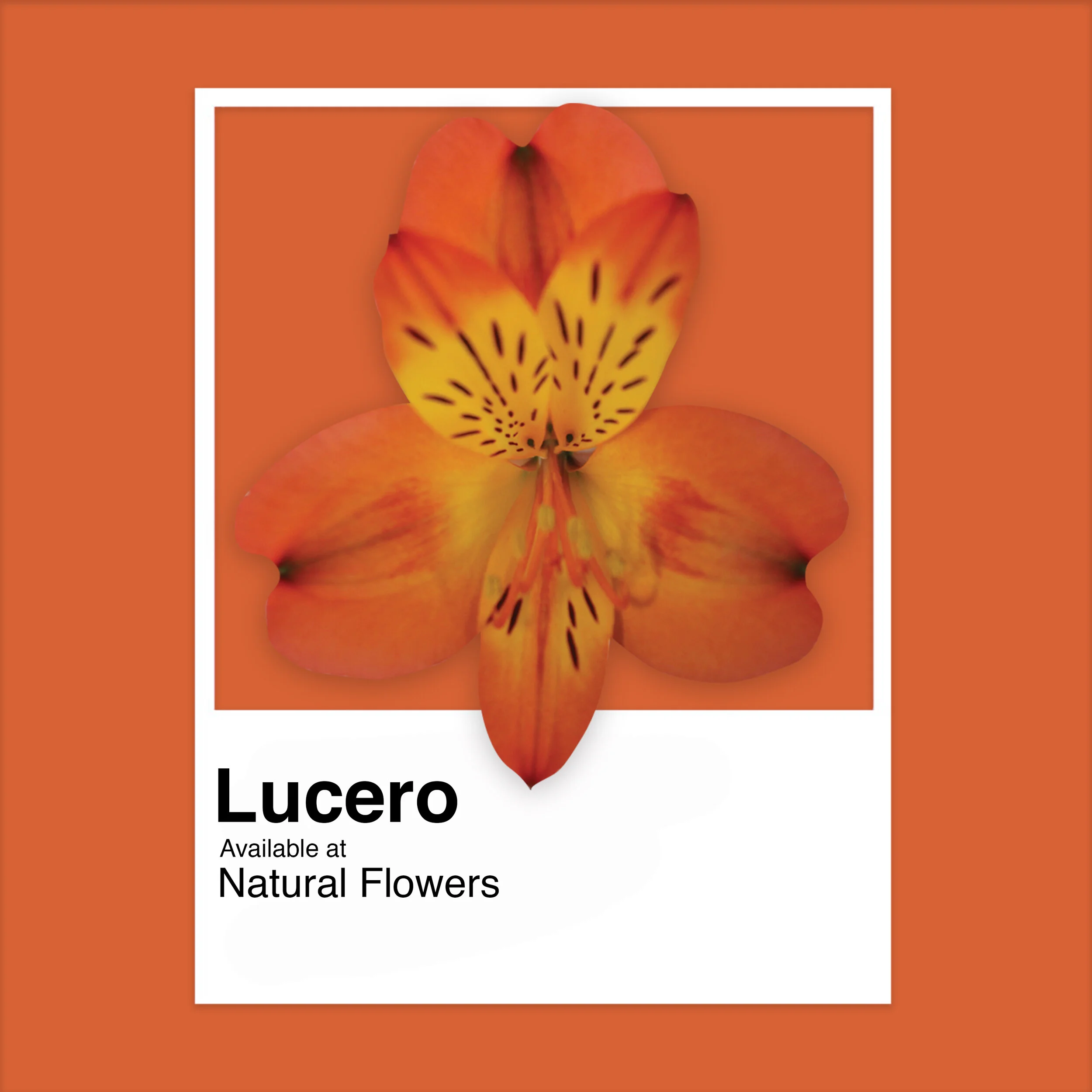 Alstroemeria - Lucero.jpg