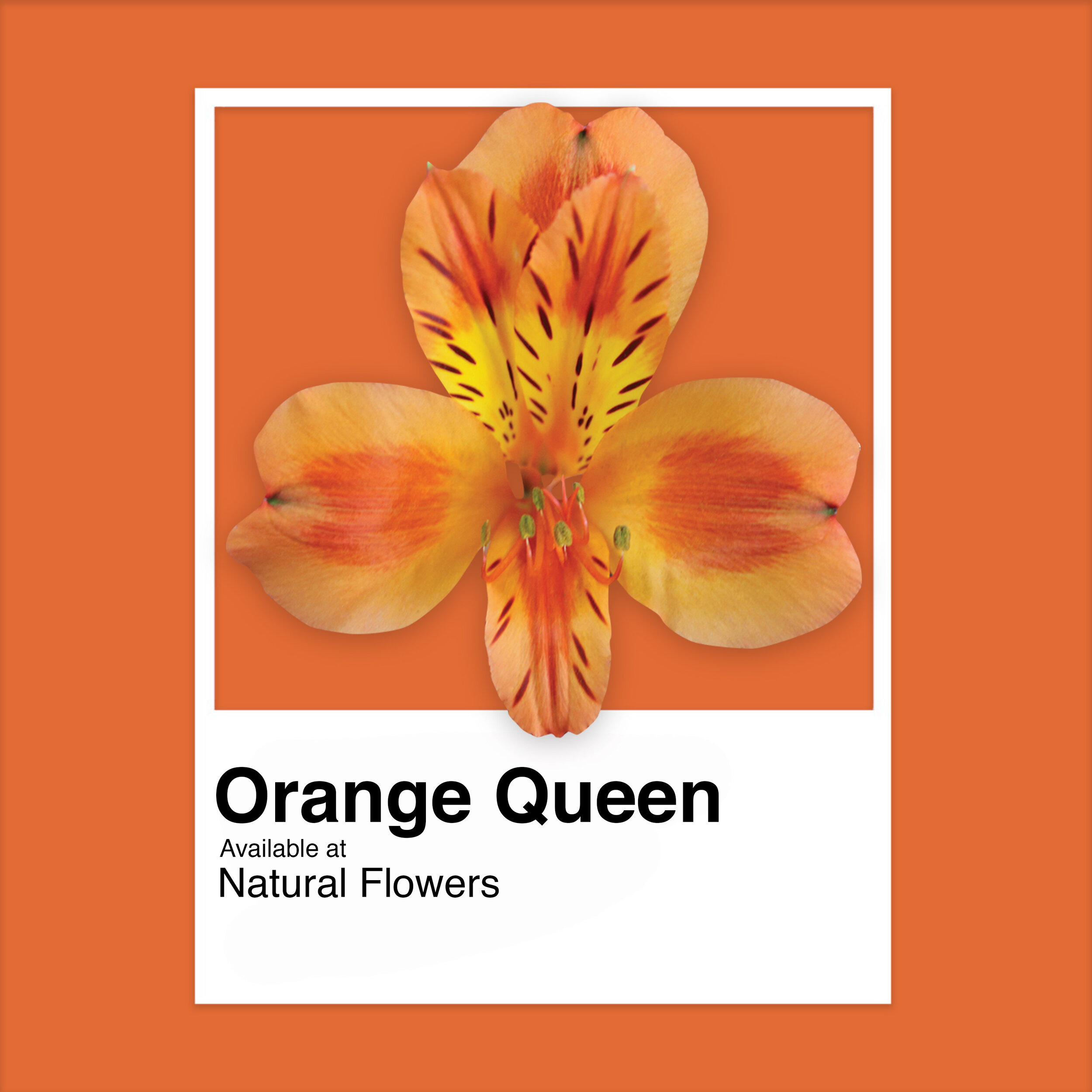 Alstroemeria - Orange Queen.jpg