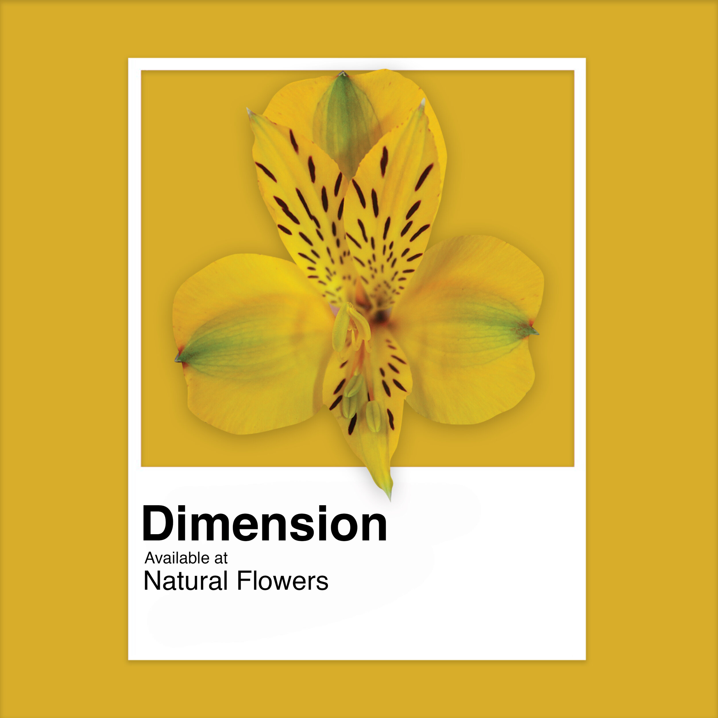 Alstroemeria - Dimension.jpg