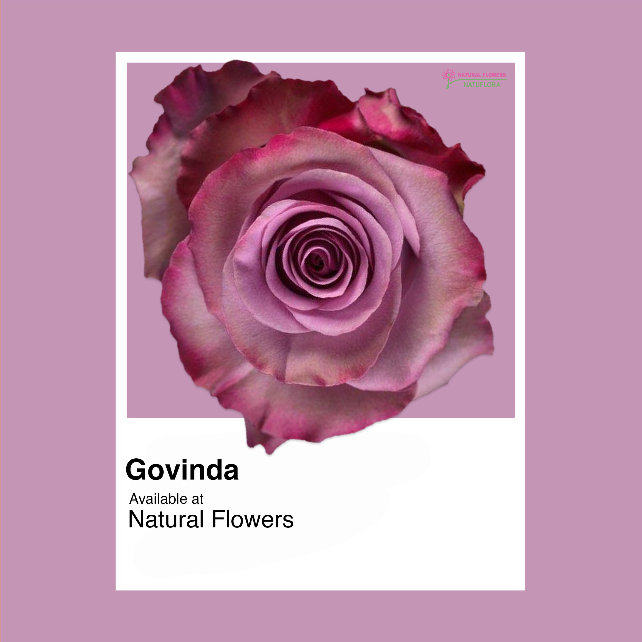 Govinda Rose 