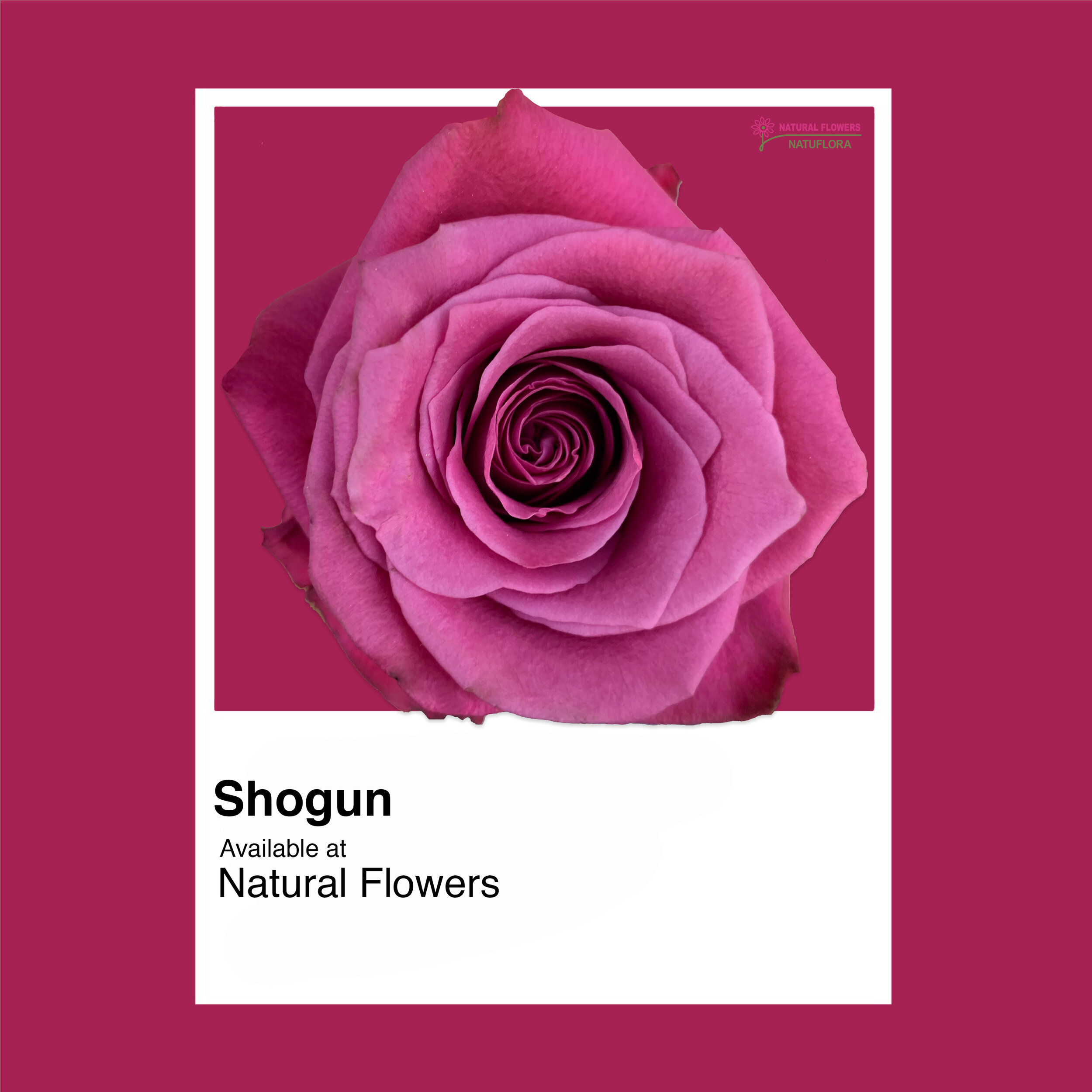 Shogun Rose 