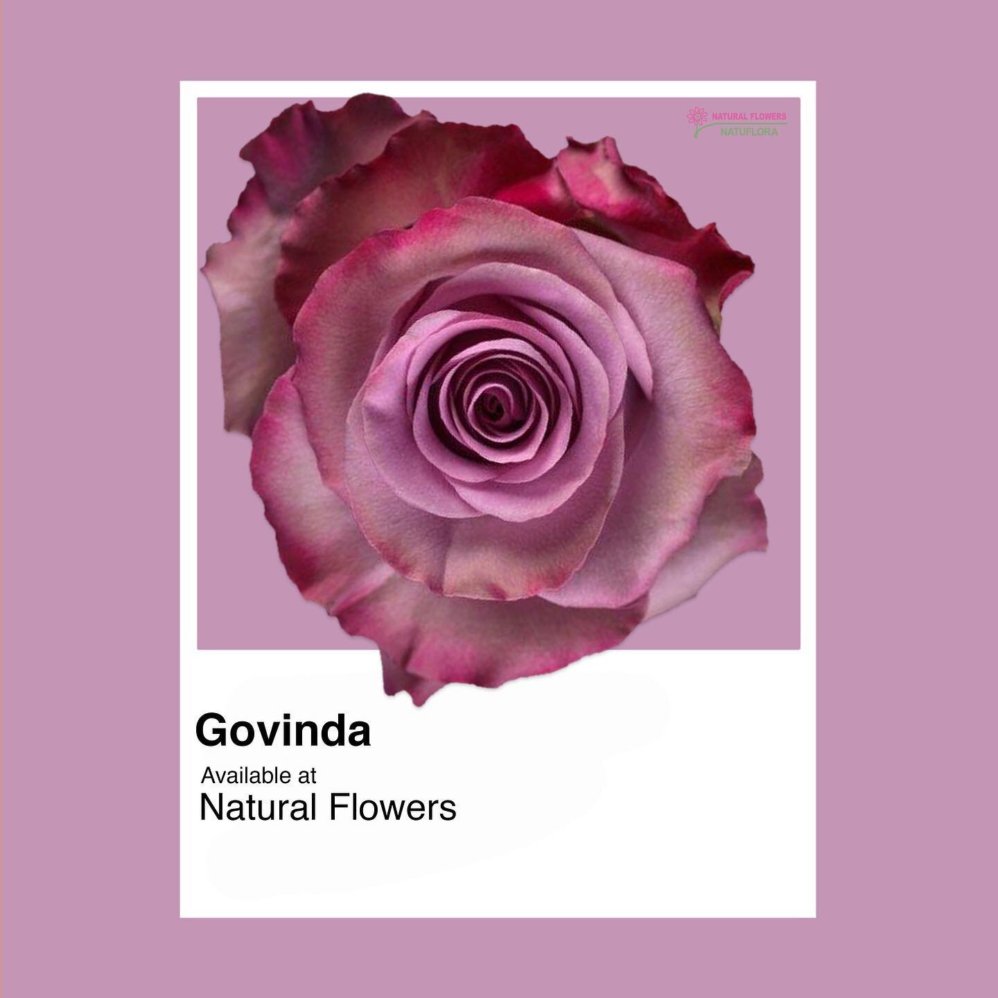 Govinda Rose ✨ The perfect MAUVE color rose! Long lasting with good size head! perfect for any bouquet or arrangement. 
Contact us for availability! sales@nflowers.com 
.
.
.
.
.
.
.
.
#govinda #rose #mauve #available #bridalbouquet #inspo #floralins