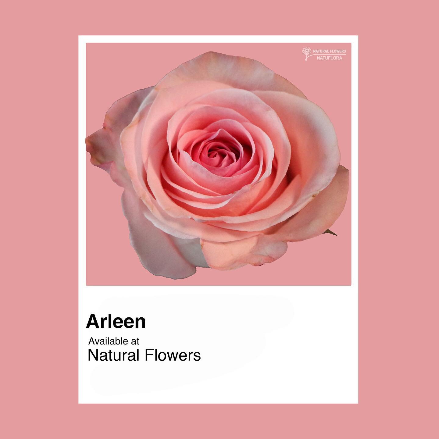 Arleen Rose ✨ medium Pink, perfect splash of color for any bouquet or arrangement. 
Contact us for availability! sales@nflowers.com 
.
.
.
.
.
.
.
.
#arleen #rose #pink #available #bridalbouquet #inspo #floralinspo #wholesales #massmarket #colors #pa
