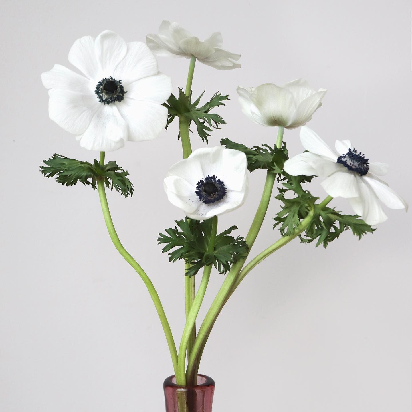 Anemone &ldquo;Panda&rdquo; ✨ delicate, aesthetic, and the highlight for arrangement and bouquet, available it different colors| Contact your sales rep or send an email to sales@nflowers.com
.
.
.
.
.
.
.
.
.
#anemone #anemoneflower #flowerstagram #i