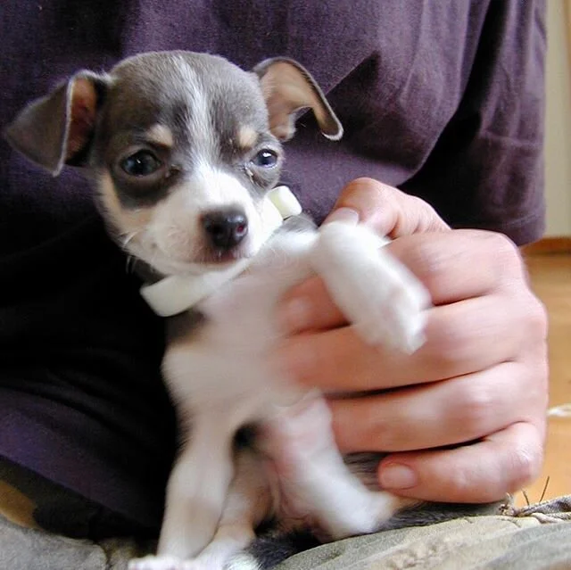 My girl Lilli lolli is 16 today! ❤️❤️❤️