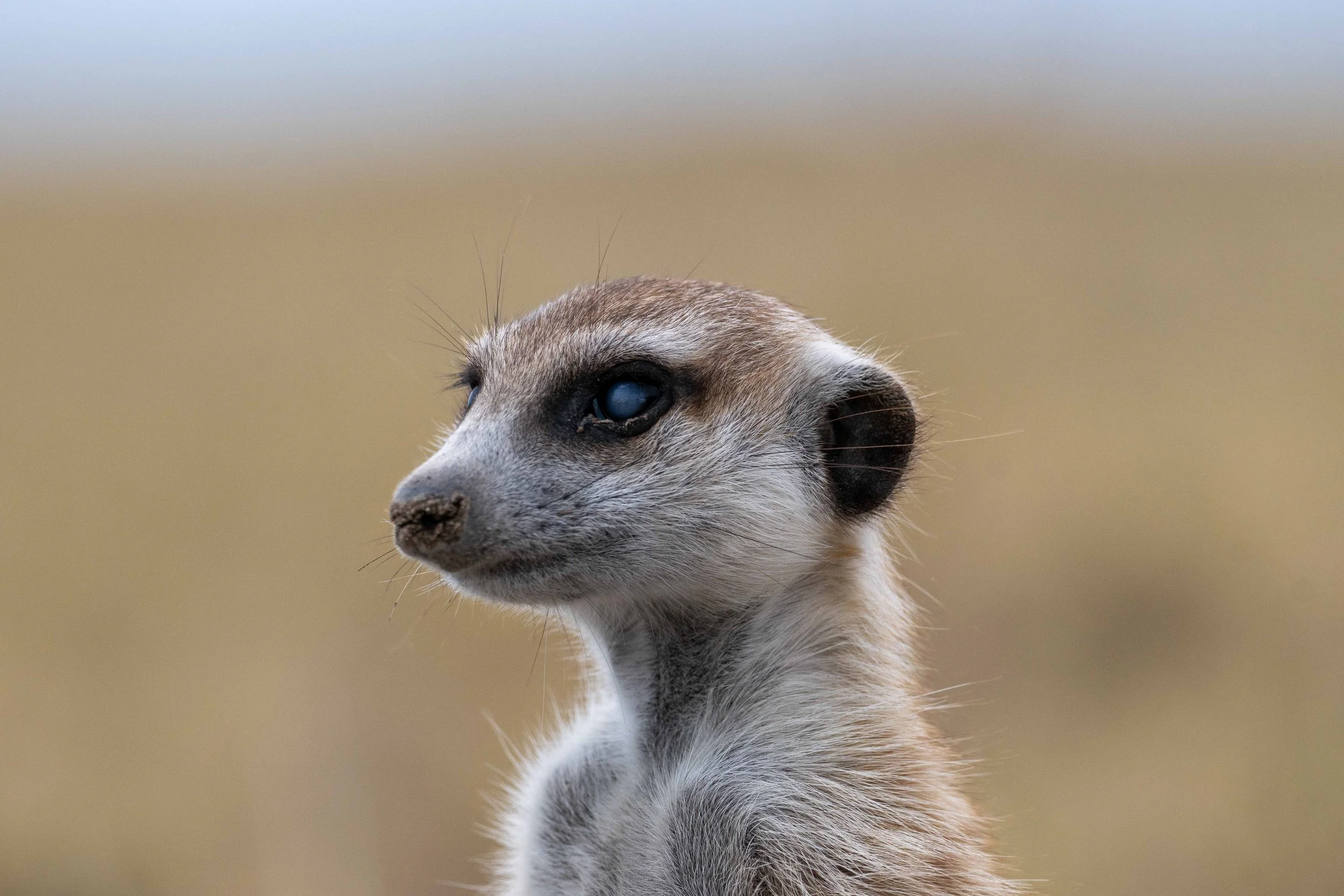 Botswana-3.JPG