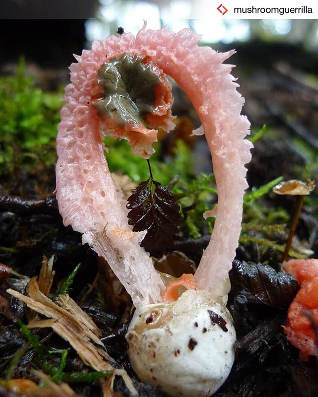 #Repost from @mushroomguerrilla .
Happy #FreakFriday and happy #internationalwomensday!!
.
Laternea triscapa
Tierra del Fuego, Chile.
.
Picture by our favorite mycologist @giulifungi (from @fungi_foundation).
.
L. triscapa is actually the type specie