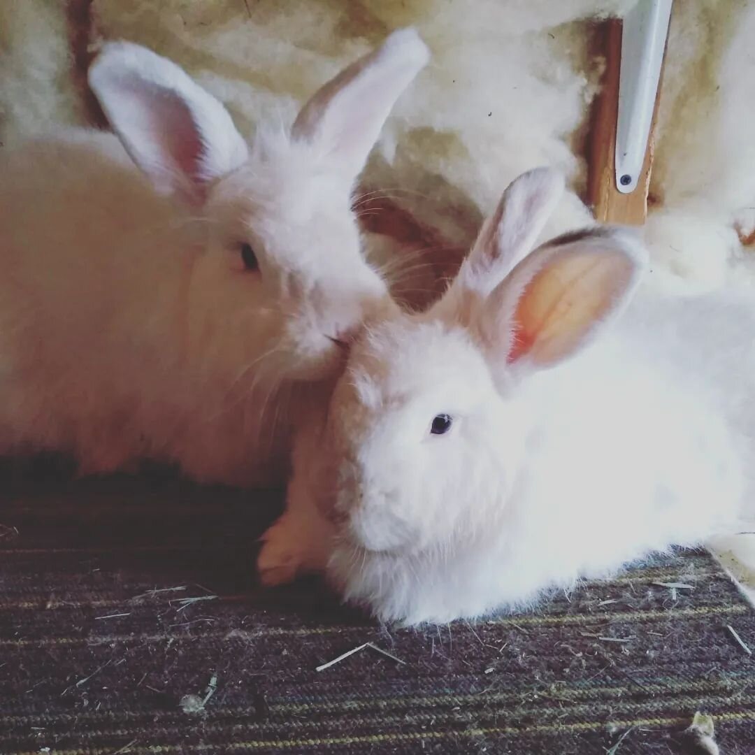 A sweet shot by @eccdempsey. Love these little ones! More yarn mill photos to come!

#bunny #angora #angorarabbit #hermesandiphigenia #yarnmill #ethicalyarn