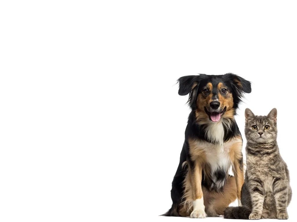 banner image 2.001.jpeg