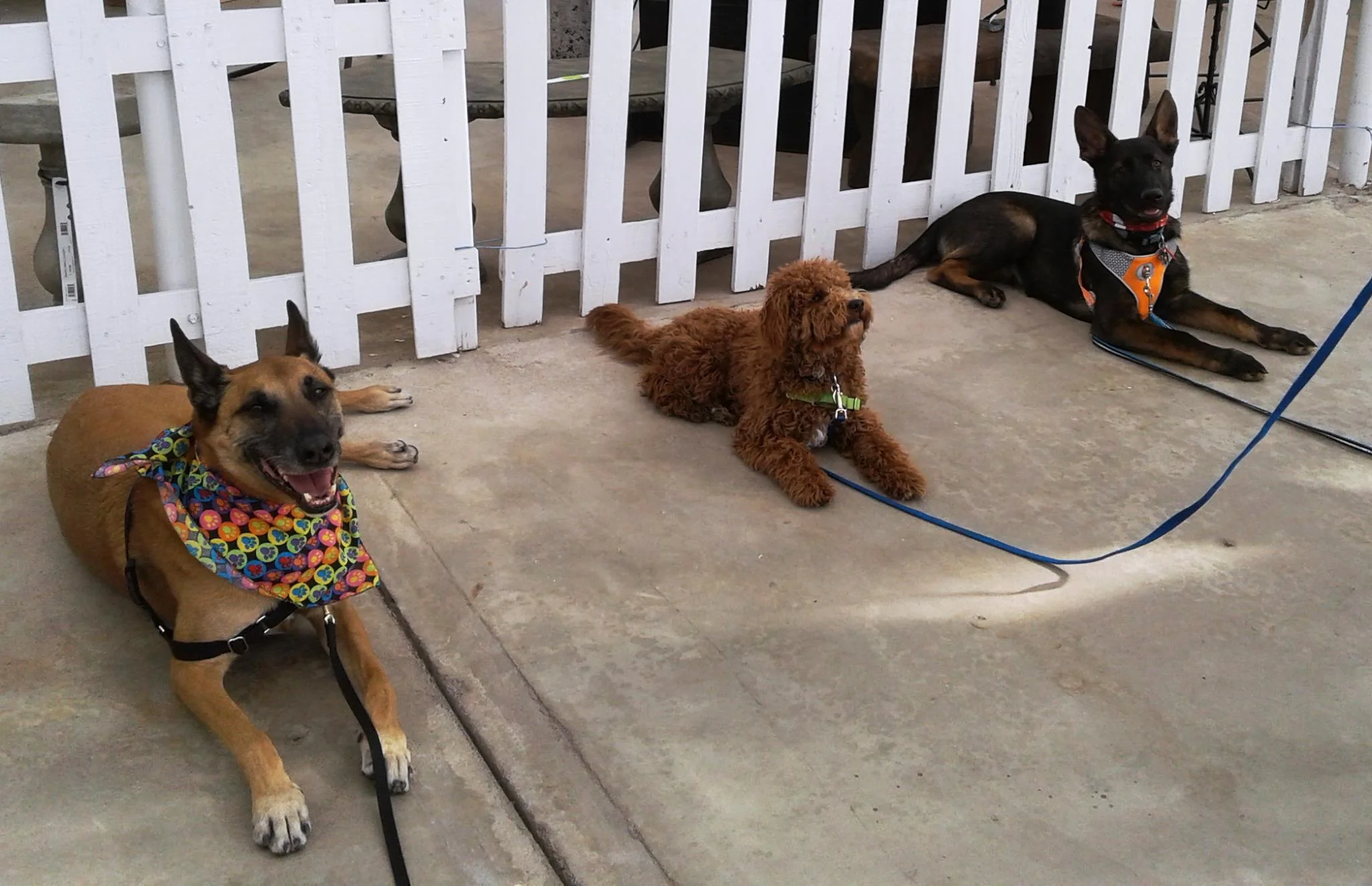 puppy class.jpg