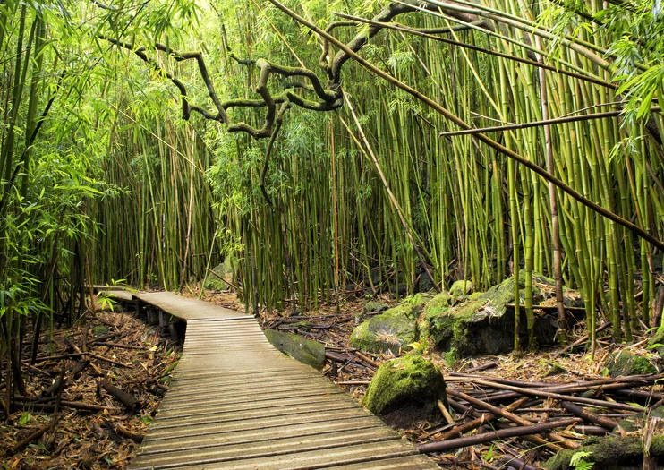 Maui Hike Tips for Beginners