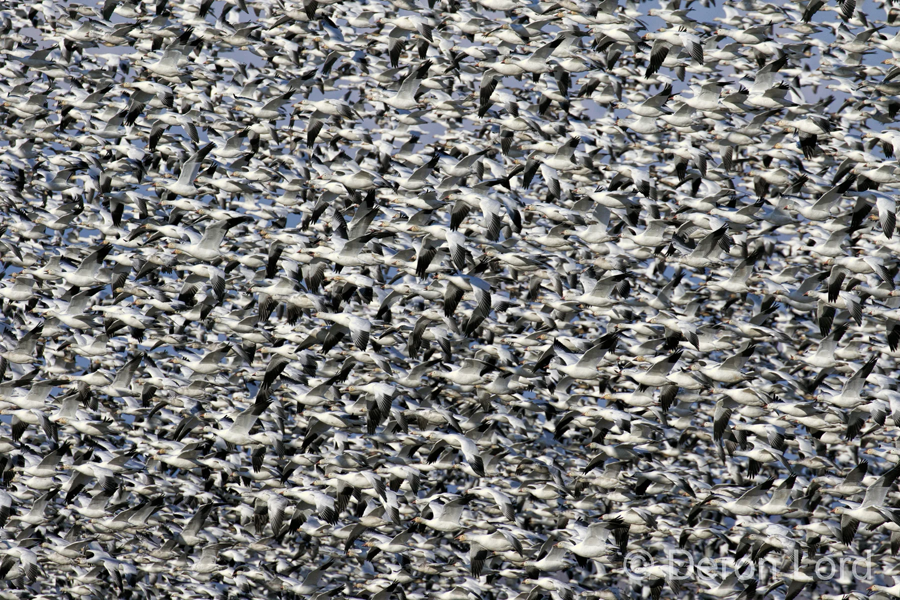 Geese.jpg