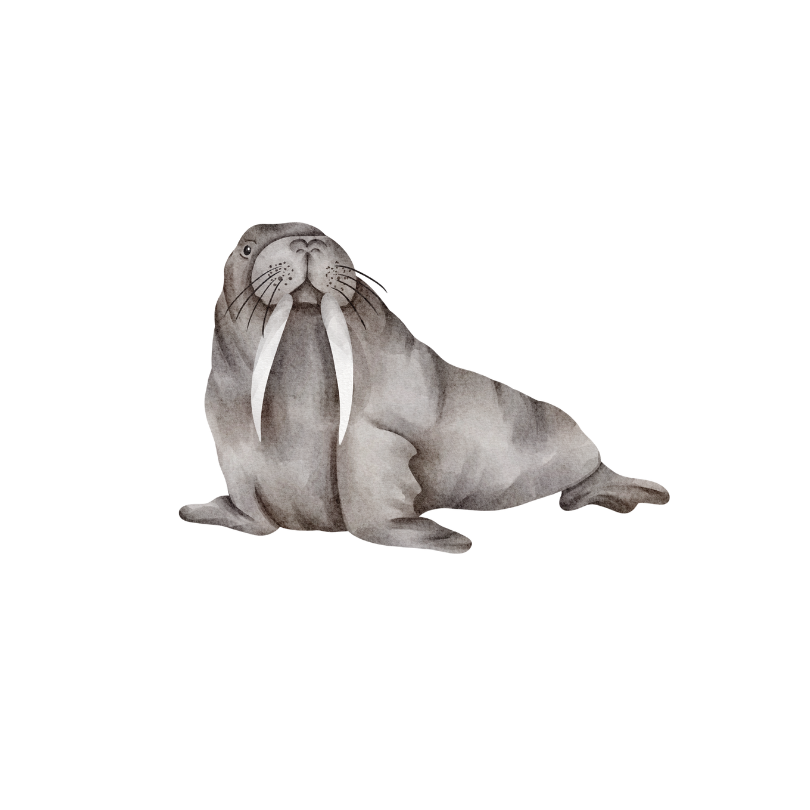 Walrus