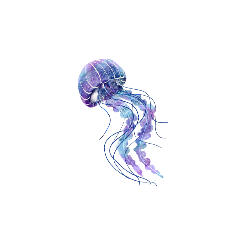 Jellyfish