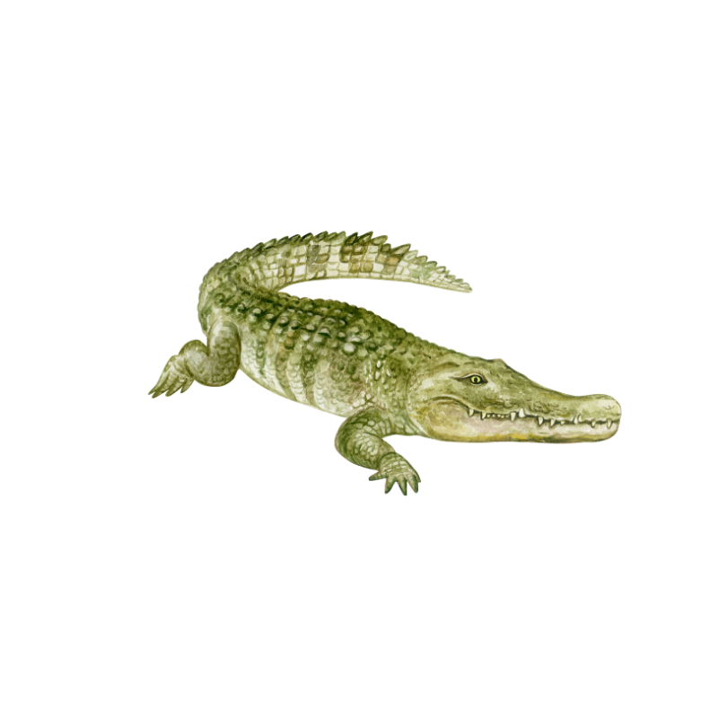Alligator