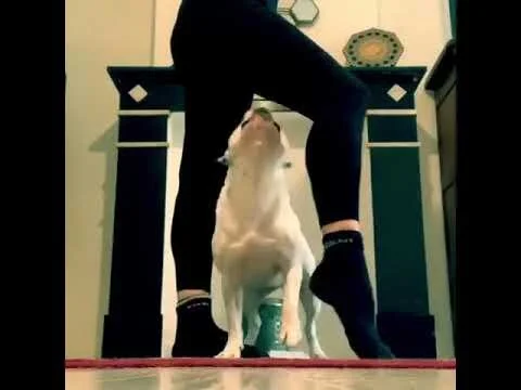 Entraînement fitness pour chien