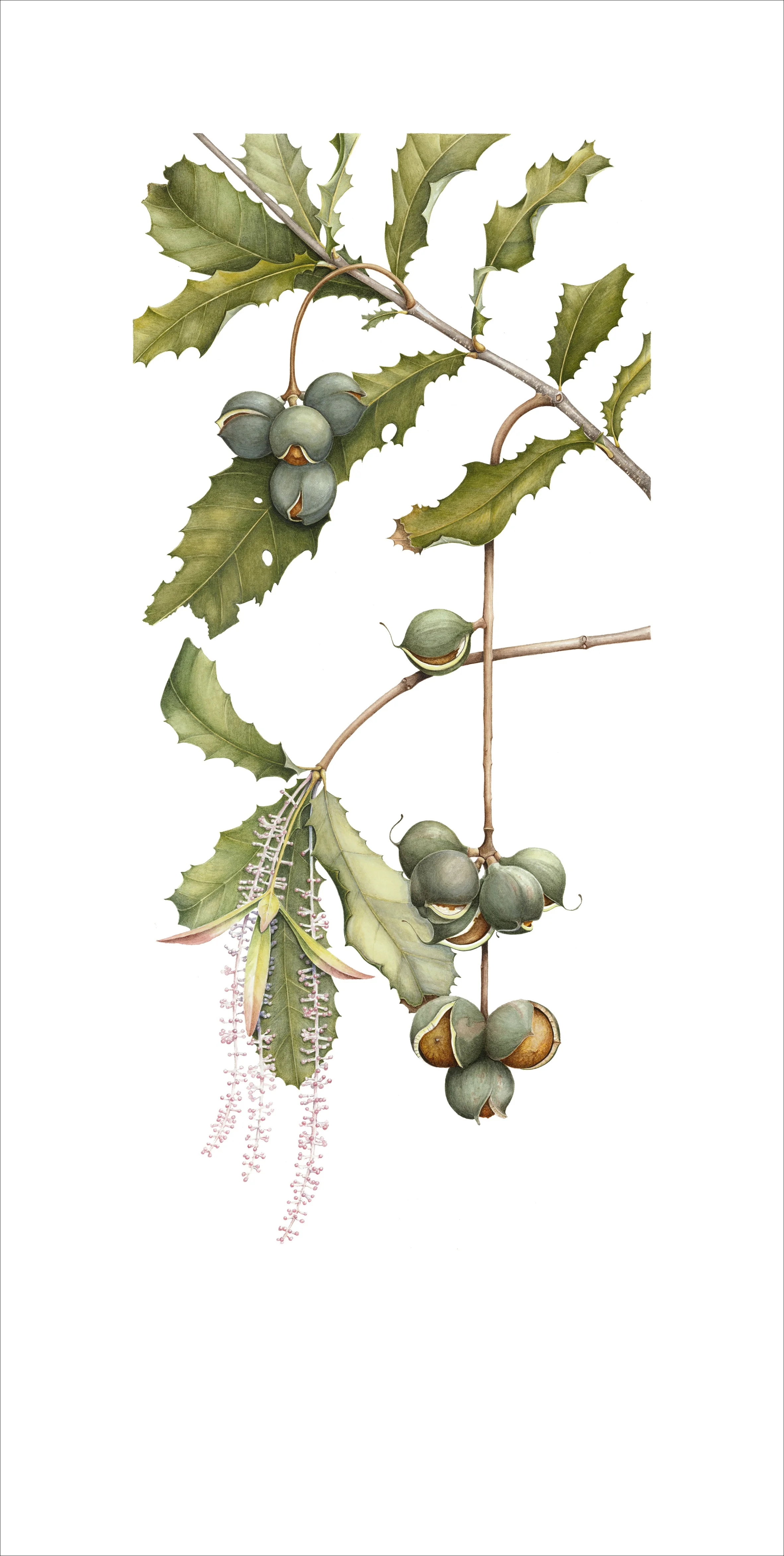 Macadamia Tree_250x480mm.jpg