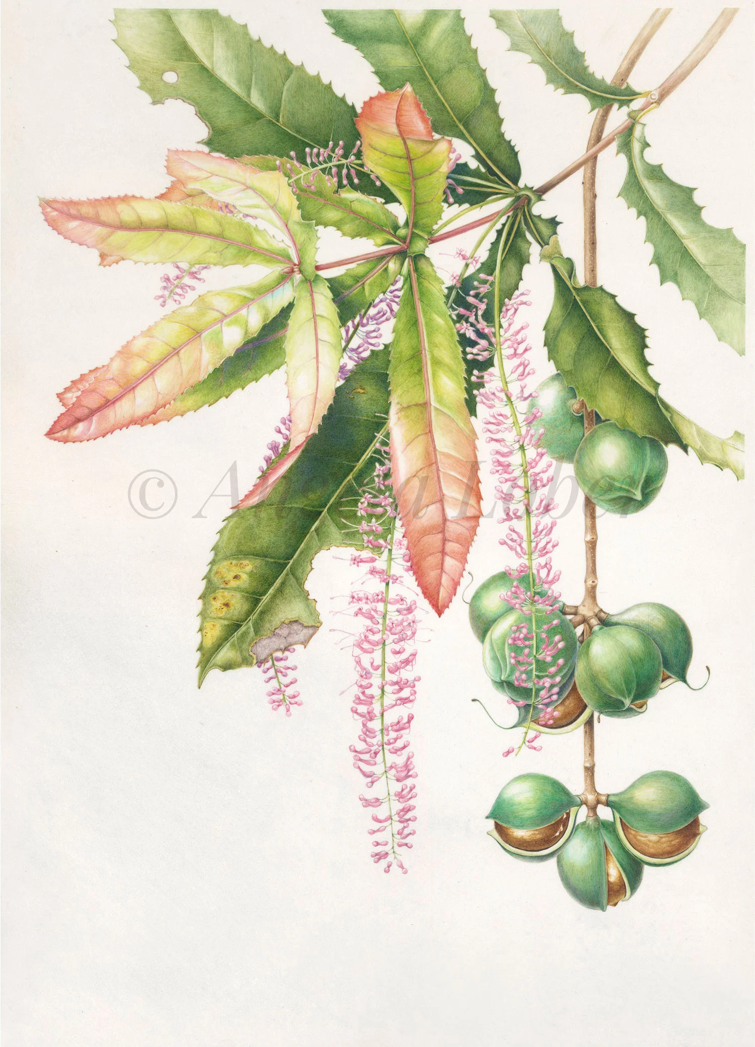 EDITED_210x280_macadamia-tree.jpg