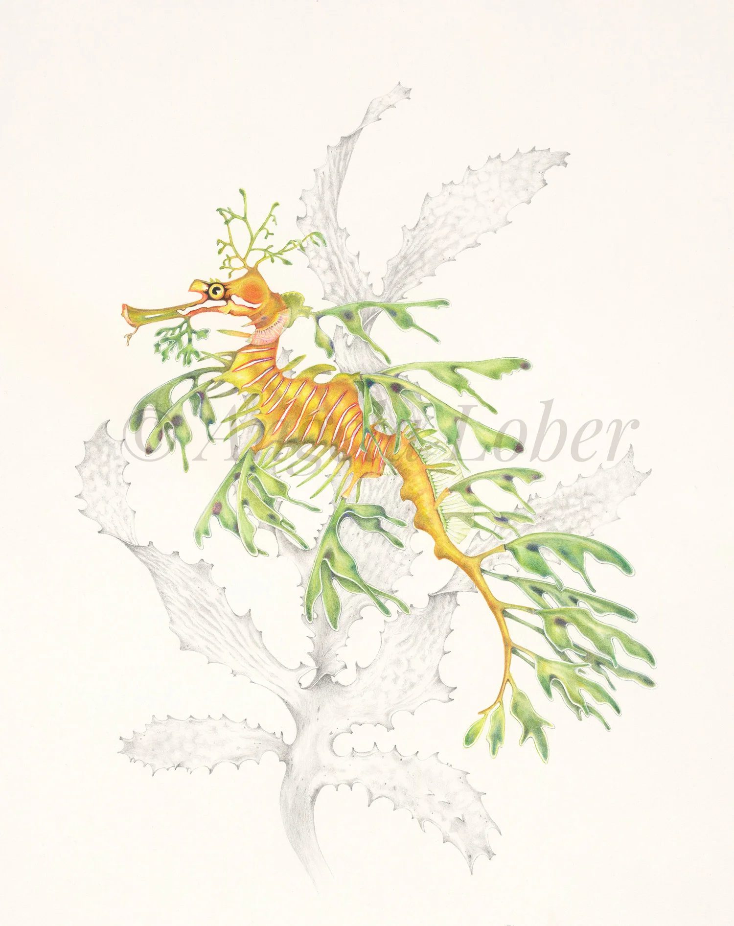 Leafy Sea Dragon