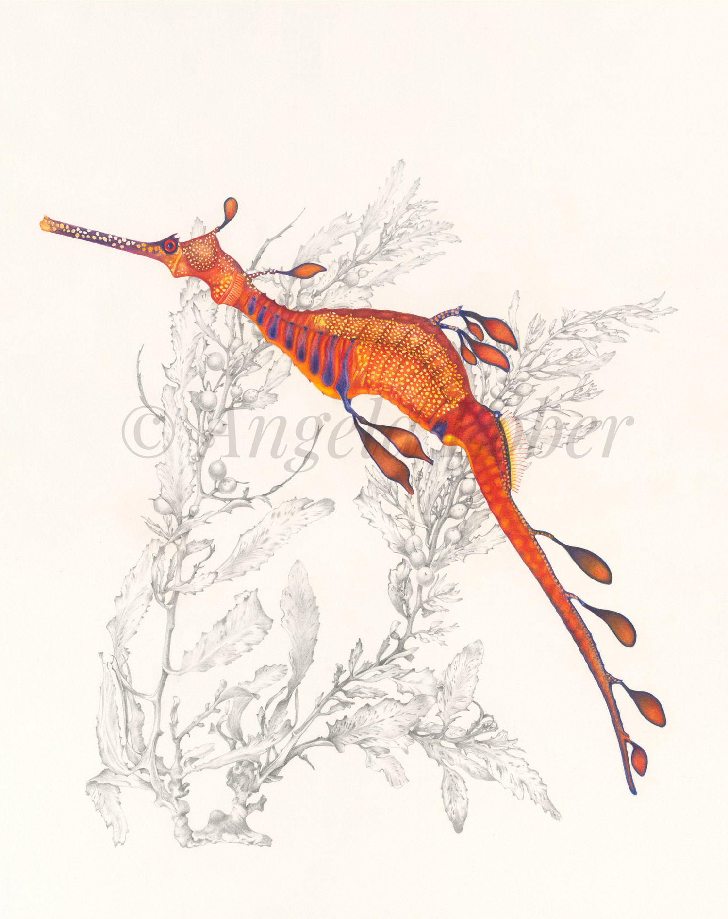 Weedy Sea Dragon