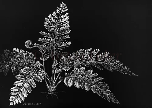 Sheild-Fern-on-scraperboard.jpg