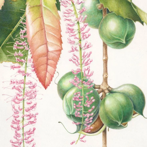 Macadamia Tree