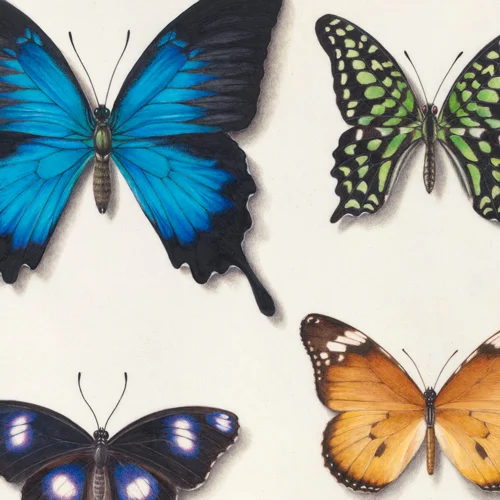 Australian Butterfly Collection