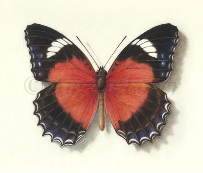 Red-Lacewing-on-vellum.jpg
