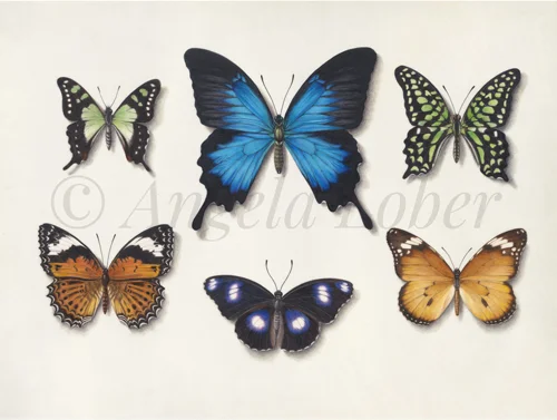 b-Australian-Butterfly-Collection-on-vellum.jpg
