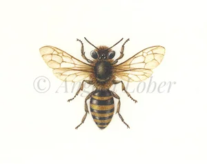 Common-Spring-Bee-on-vellum.jpg