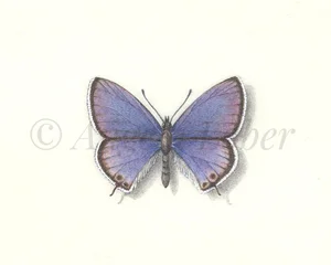 LONG-TAILED-BLUE.jpg