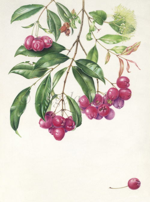 Magenta-lily-pilly.jpg