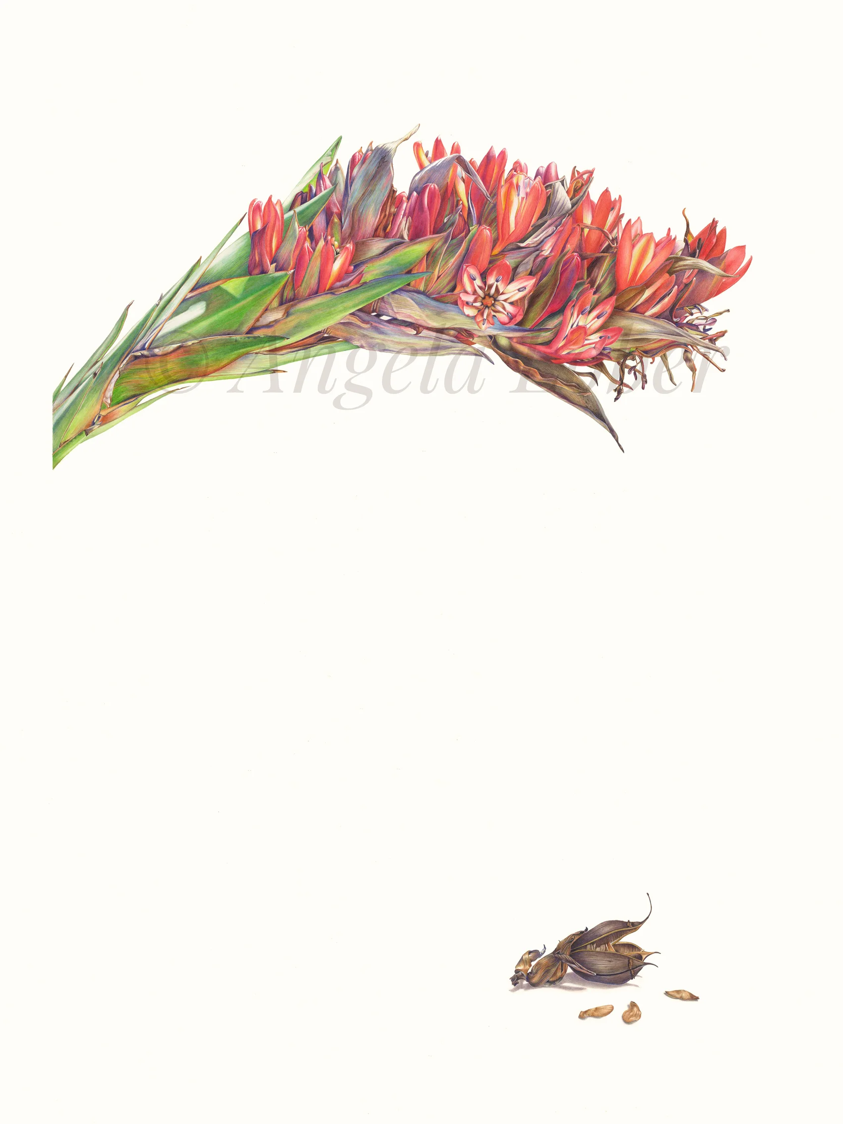 EDITED_600x800_Spear-Lilymm.jpg