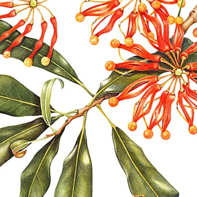 Firewheel