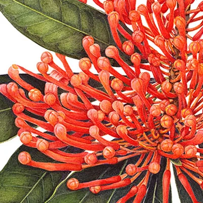 Tree Waratah