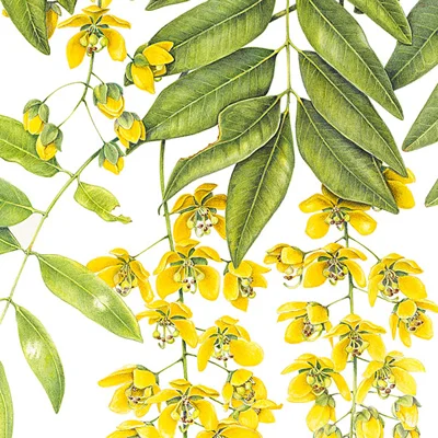 Cassia Tree