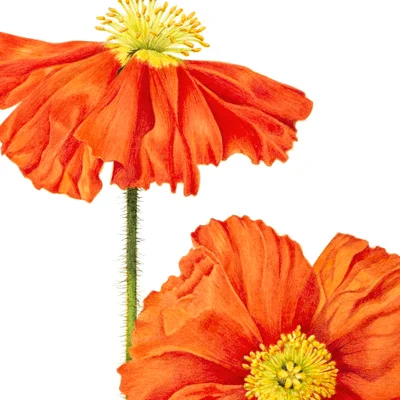 Icelandic Poppy