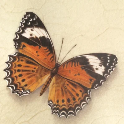 Orange Lacewing Butterfly