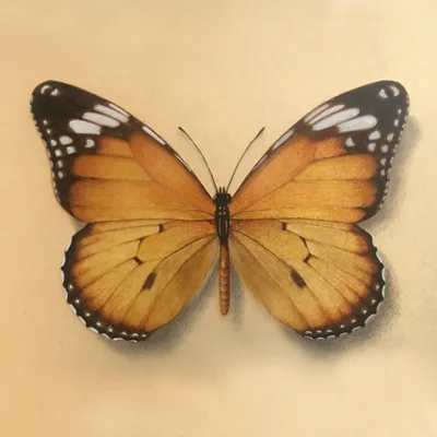 Lesser Monarch Gilded Butterfly