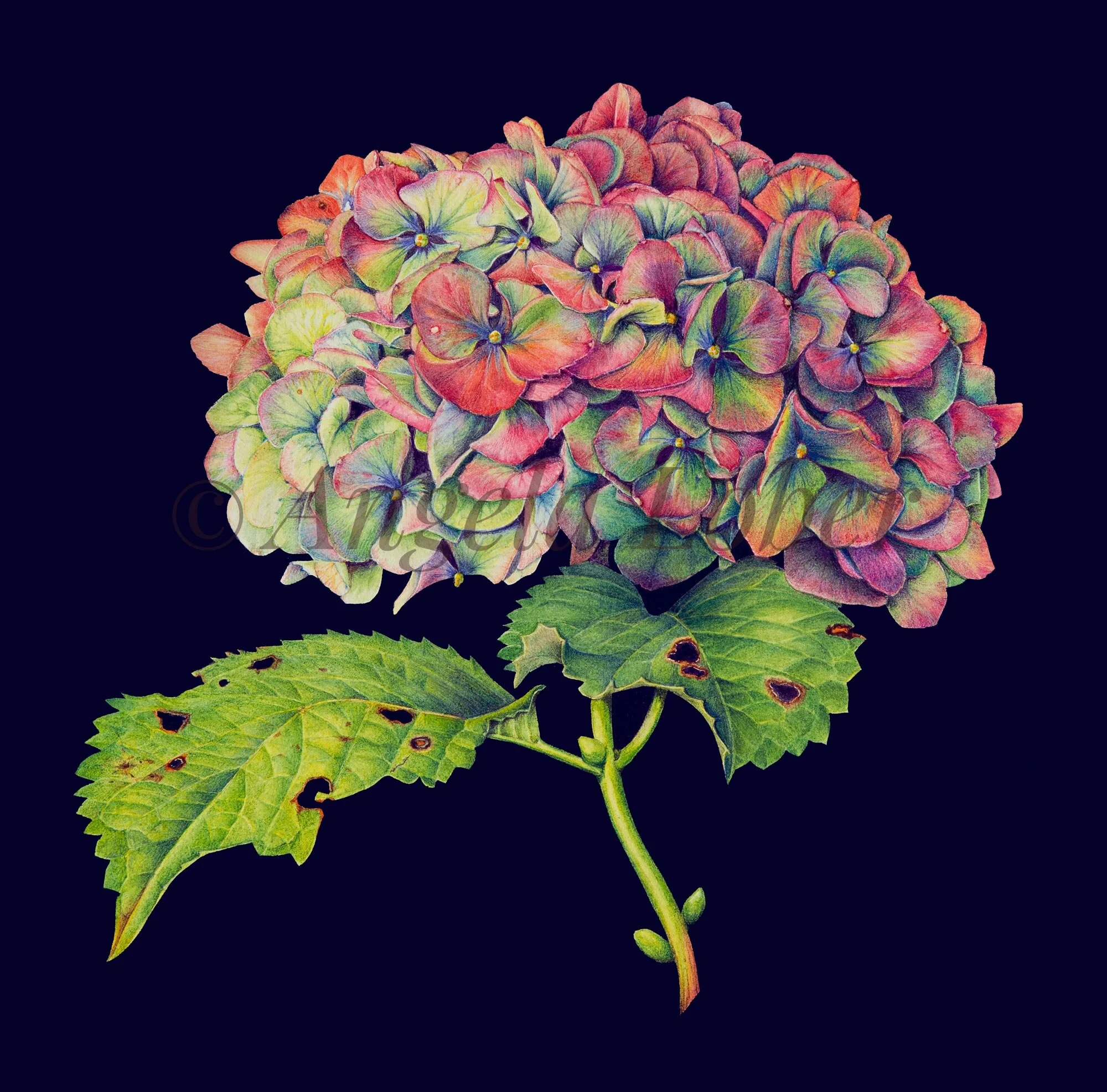 EDITED_250x250_hydrangeav2.jpg